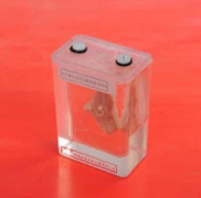 寄生絳蟲囊尾蚴豬肉浸制標本