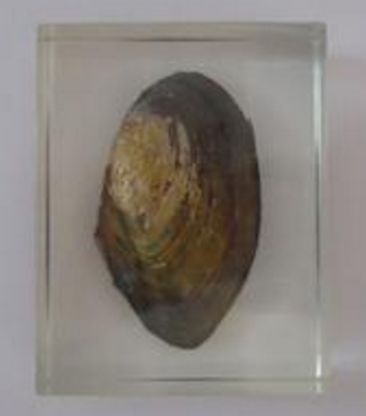 河蚌浸制標(biāo)本