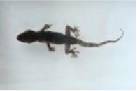 爬行類動物浸制標(biāo)本